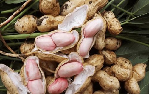 中国居民膳食指南|人长期吃花生，对身体会有哪些影响营养师提醒2种花生别碰