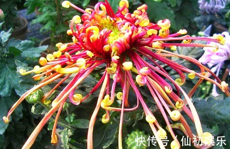 喜欢菊花,不如养盆“菊中珍品”花芳菊,似彩凤飘舞,绚丽多姿!