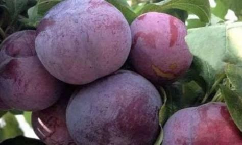 美白|经常吃此水果,不仅能美白皮肤,而且能稀释斑点,早早受益!