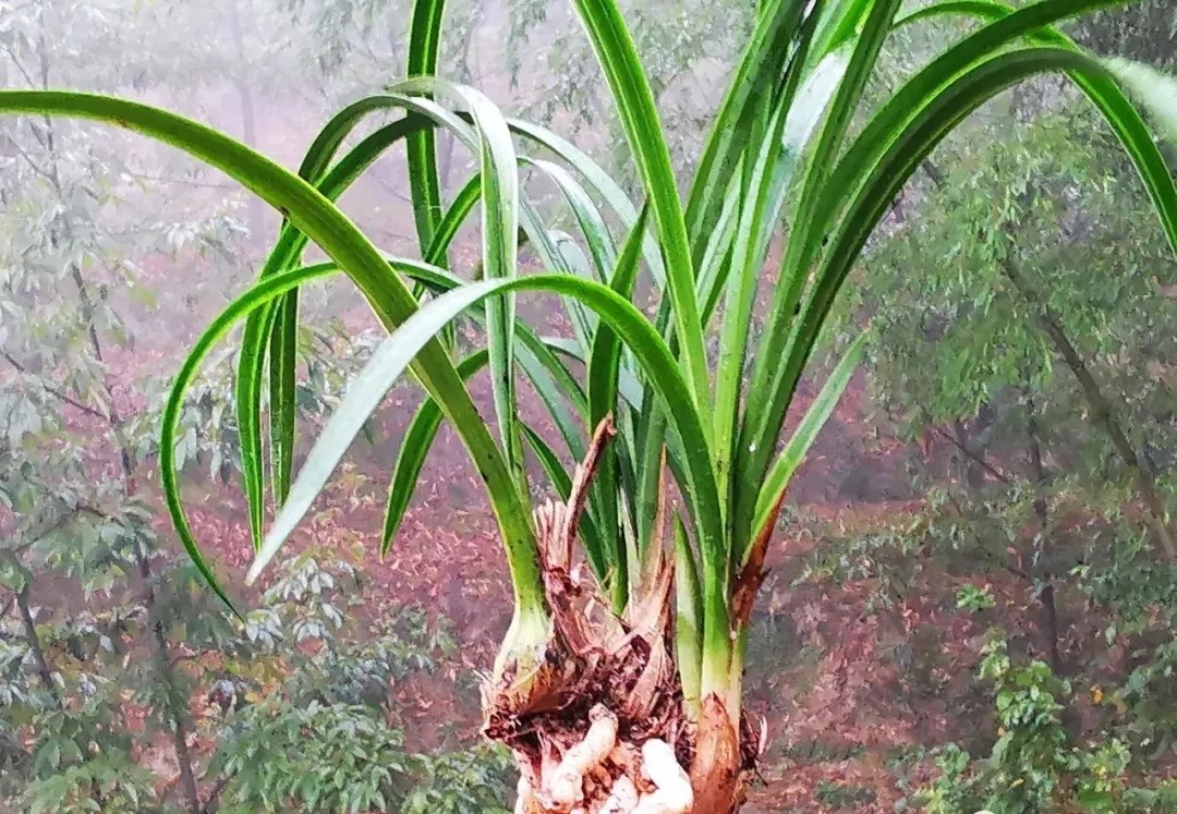 芦头|兰花易得茎腐病，和植料粗细有关？兰友：真正的原因只有3条
