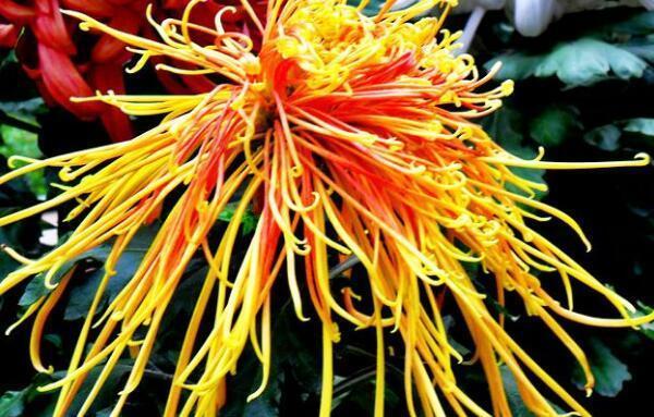 4种花现在养刚刚好,开花很漂亮,夏季也能疯长不停