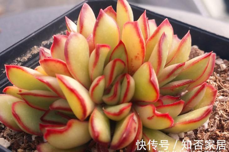 多肉雨燕座和灵影都有红边，但前者乱扔都能活，后者却美到不想扔