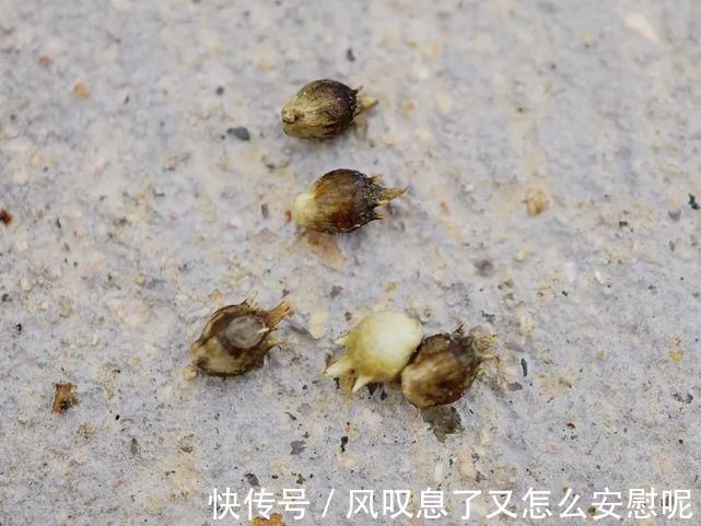 农作物|酷似艾草,却被列入“黑名单”,一次产种10万粒,见到请立即除掉