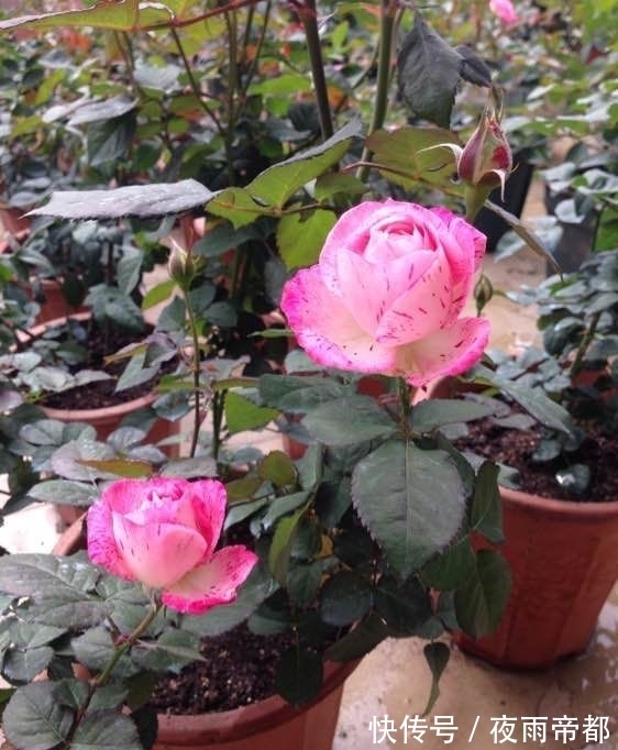 杜鹃花|几种花养在家里，一整年都有好运气，花美色艳，花儿轻松开爆盆