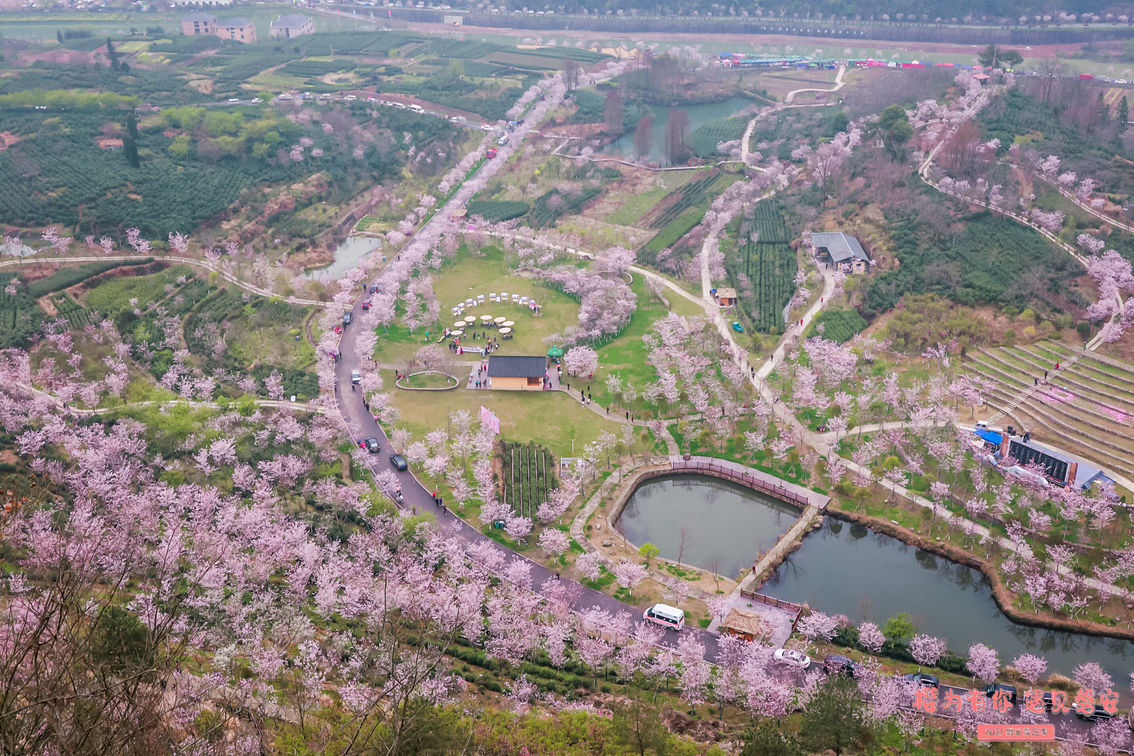 樱花公园|22 樱花公园