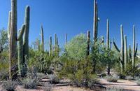 绵毛|8种奇异有趣的仙人掌,见过5种的人就神了