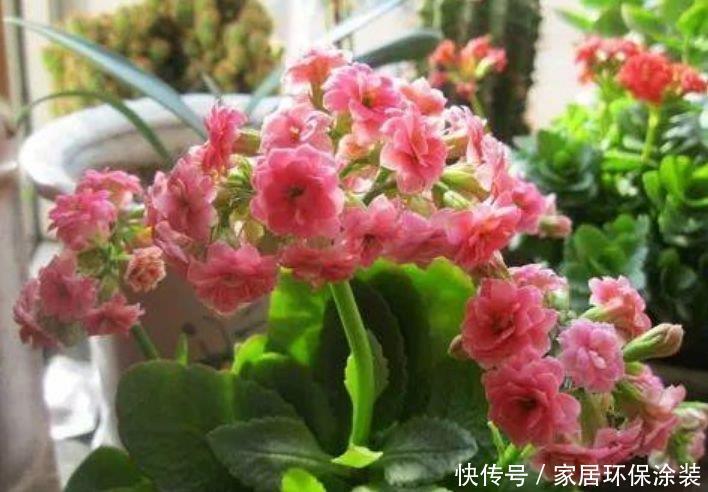 阳台就养“4种花”,越热花开越多,30天养成“小花园”!