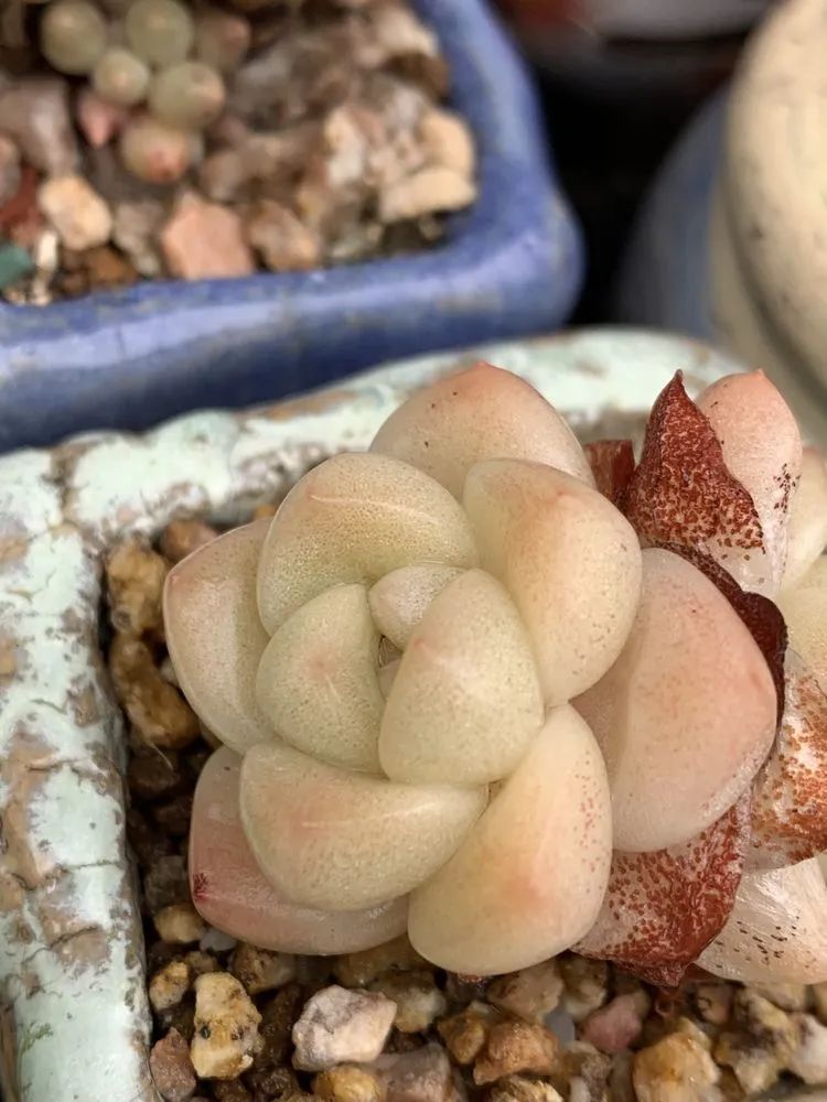 半年时间,多肉从3盆发展到600盆,入坑切莫太心急!