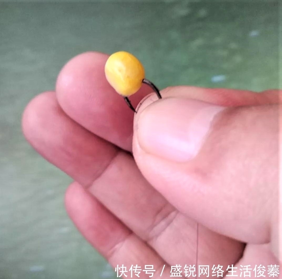 馒头|用馒头也可钓鱼？什么情况下用红虫、蚯蚓、玉米作钓，效果更好？