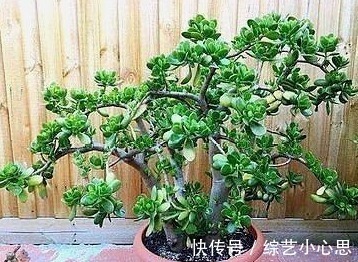 叶片|客厅这2种“耐旱树”,20天不浇水,叶片反而“更加肥”,真省心