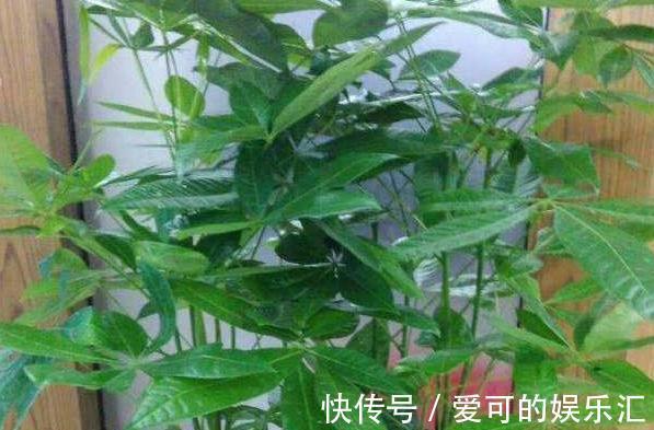 3种花冻伤不要扔，简单剃个头，很快就能起死回生