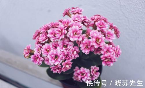 养长寿花这样养护,一年开多次花,花开爆盆