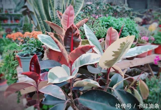 枝繁叶茂|别人养的橡皮树枝繁叶茂像大树,是因为你没掌握养护技巧