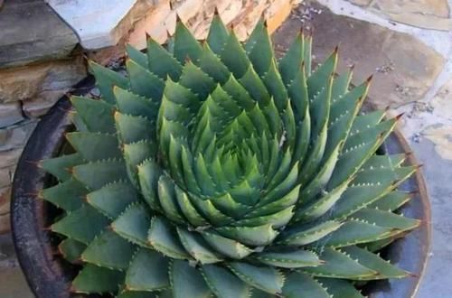 高山雪莲|一盆芦荟1万多,一棵能长50年,越老越值钱,你见过芦荟女王吗