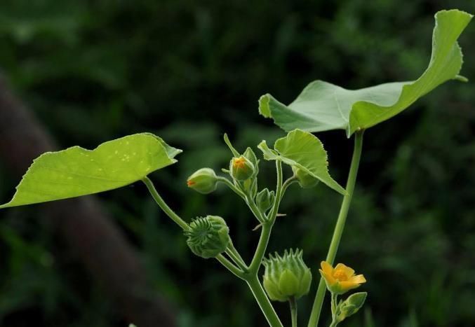 宝贝|常被老农忽视的乡野杂草,却样样都是宝贝,深受老中医的喜爱
