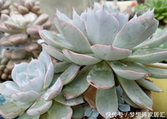 亏得|买多肉,“这4样”再便宜也不能要,不然亏得比赚得多!