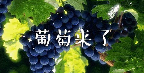 小苏打|葡萄只用盐和面粉洗，相当于吃虫卵，教你一招，虫卵农药全跑光