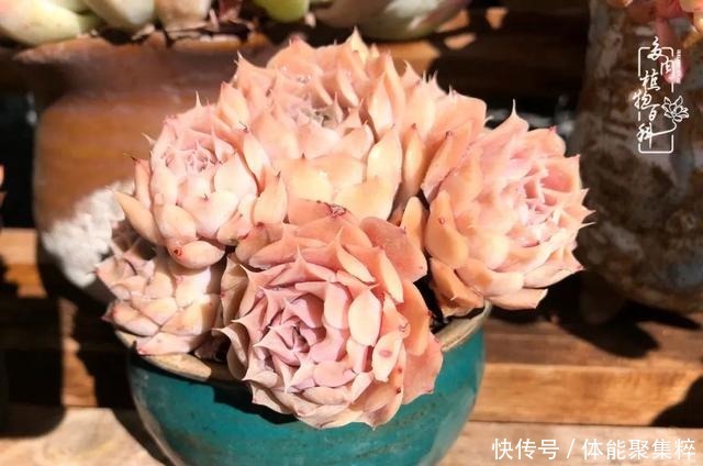 在茜的多肉小院里，花时间种快乐！在茜的多肉小院里，花时间种快乐！