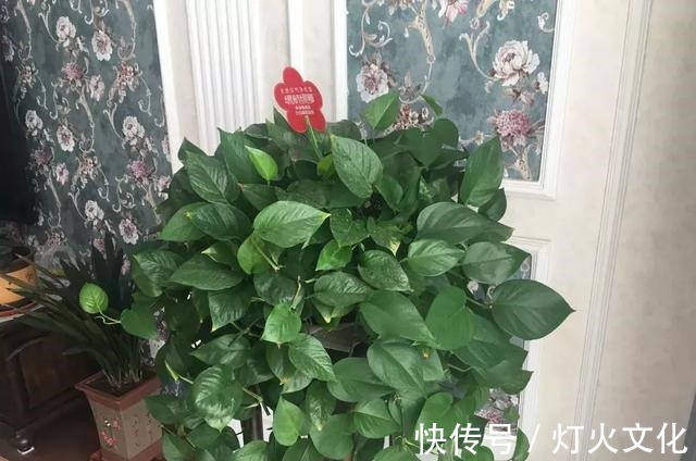 绿萝发黄养不好,一碰塑料瓶,根系蹭蹭长,叶子比巴掌还大!