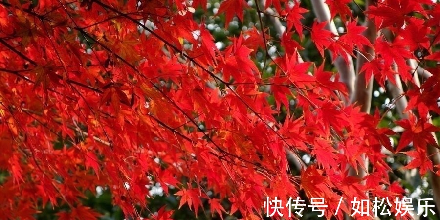 蜀先主庙&被《唐诗三百首》遗忘的15首诗,每一首都是我们最喜爱的名篇