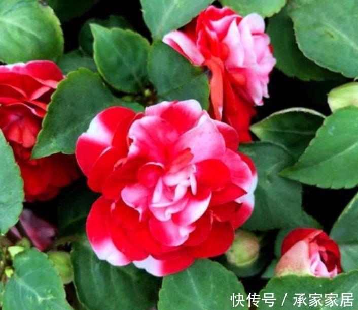 4种花适合种在院子里,好养易活花色鲜艳,变成一片花海