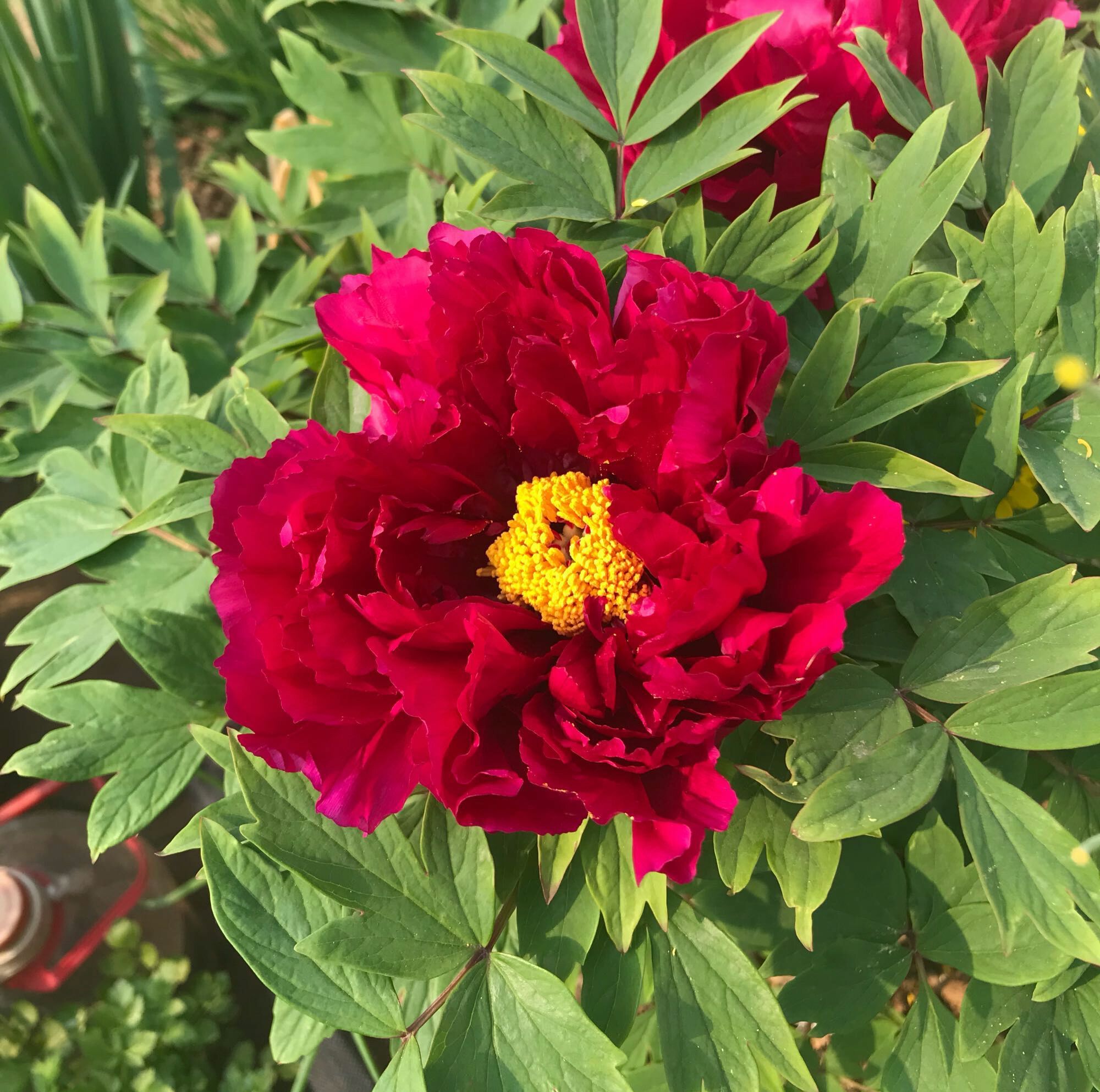 芍药花和牡丹傻傻分不清楚芍药的花苞很大就是不开花怎么办呢