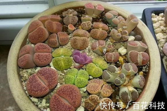 要点|60种多肉图鉴及养护要点,1分钟学会,超全超实用!