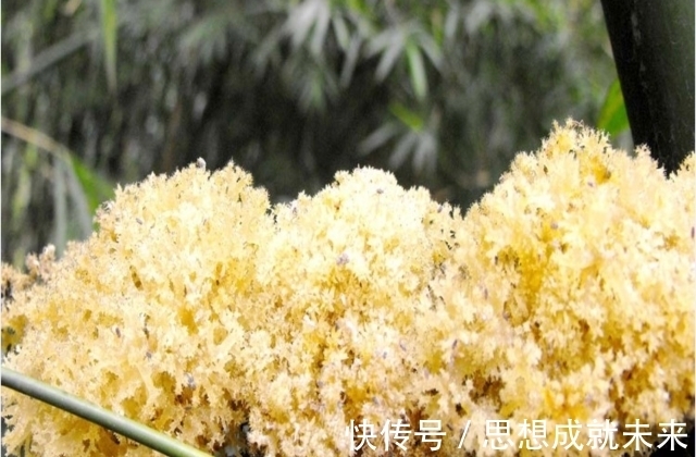 竹菌|只农村才有的山珍,生长在嫩竹上,常被人嫌弃,营养价值比燕窝高