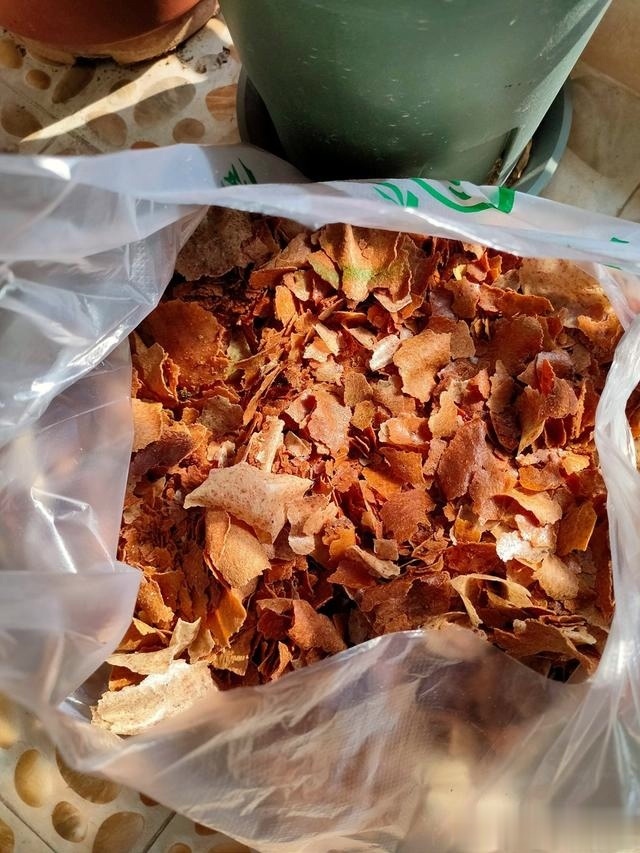 浇灌|君子兰肥足长得壮,4种“肥水”轮着浇,10枝花箭一起蹿出来