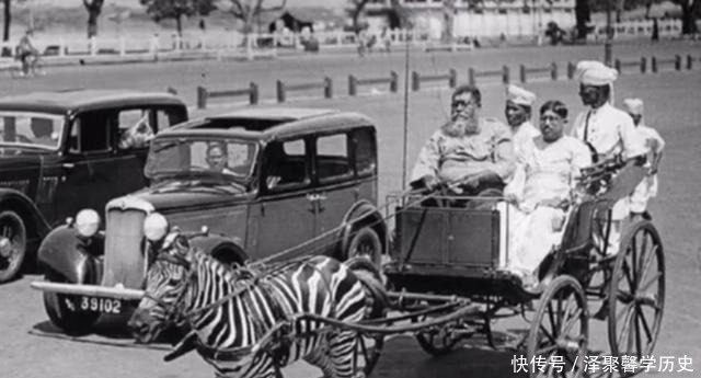 斑马|几千年来，非洲人为何不驯服斑马，建立斑马铁骑横扫欧亚