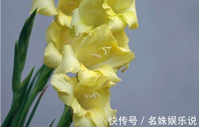 世界四大切花$此花葉似長劍,由于其與眾不同的婀娜風姿,展現出風韻不凡的氣質