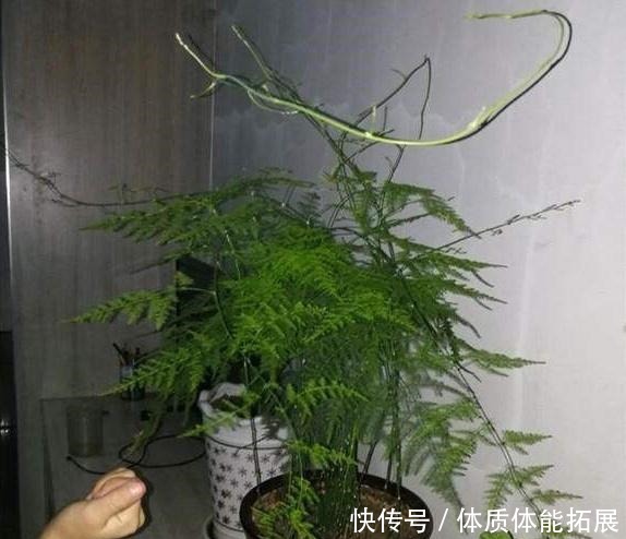 文竹不长了5个“小技巧”，长得又快又美，郁郁葱葱一大丛！