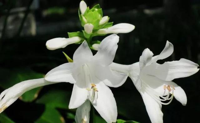 史上最耐阴的花,越阴凉越长得旺,绿萝虎皮兰靠边站