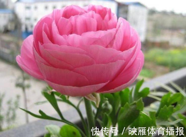 4种花好养易活，旺财又养人，养一盆一年四季都在开！