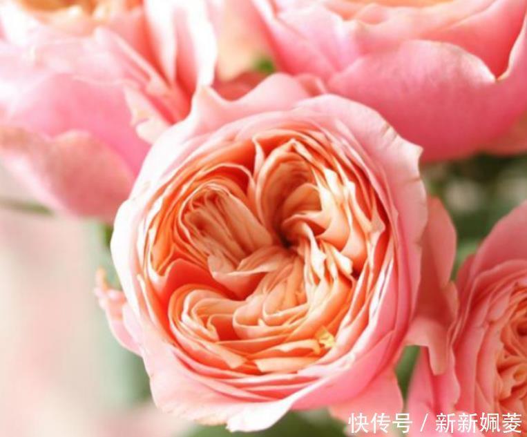 漂亮|此花超漂亮,沾土就活,花朵大花期长,比牡丹还美