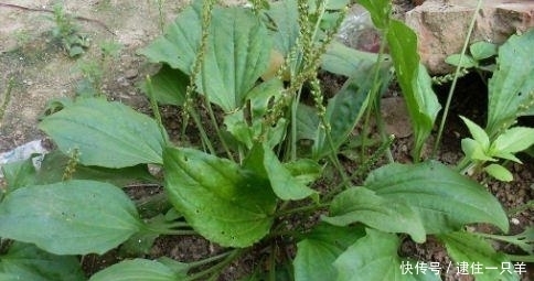 农村这种常见的野草,竟然是藏在民间的治病草药,你见过吗?