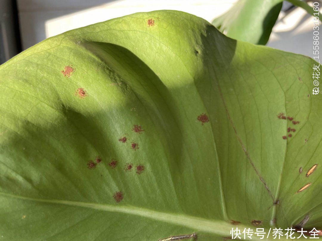 4月养花病虫害，白霜、黑斑、黄点儿···再不治就死光了