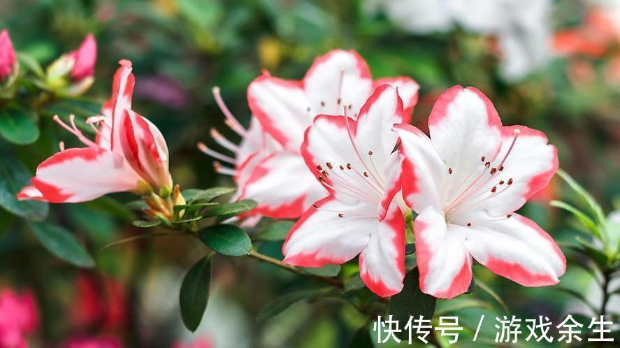 养花就这么简单，种过一两盆花就知道了，只要记住几个字