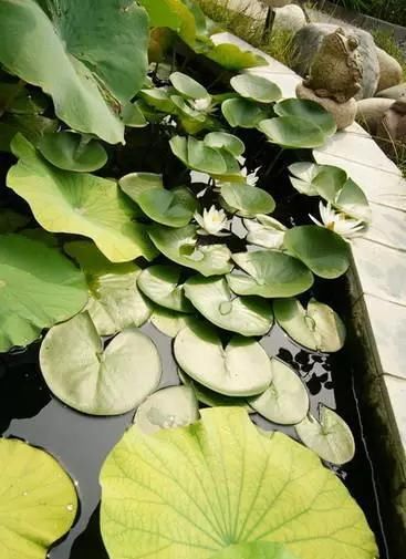 院子里的荷花鱼池，种这些绿植无需过滤又美观