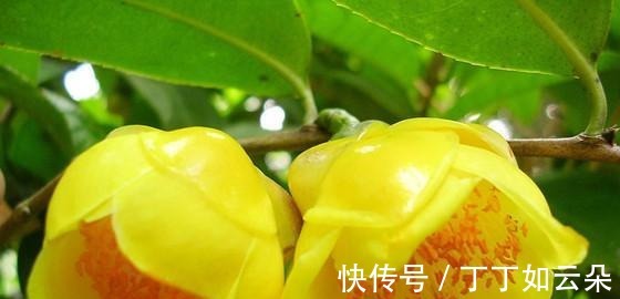此花被誉为“植物黄金”花色金黄,富有营养,家观赏食用皆可!