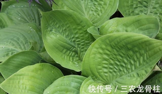 墙角|农村一种常见的墙角草,来泡水喝,止咳效果好且功效丰富