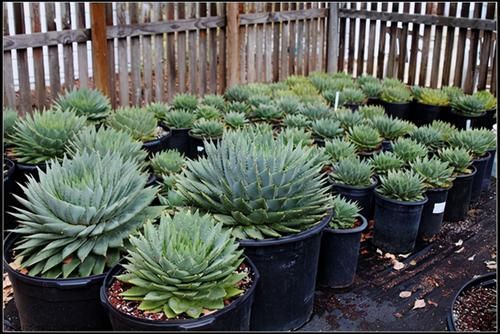 芦荟中的“女王”，价格不菲很少见，做好2点叶片肥厚“转圈圈”