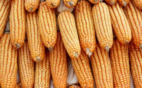 钙质|91岁退休院士呼吁停止食用，比味精还伤骨骼，家长尽早撤下餐桌