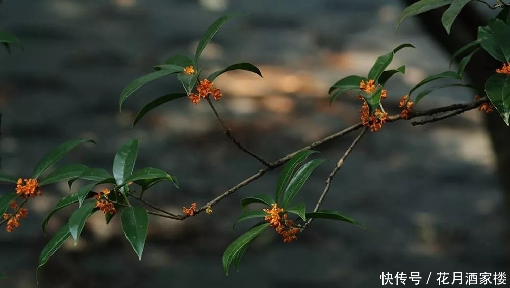 苏州太湖西山岛|苏州人的宝岛秘境,美成仙境,却被时光遗忘!