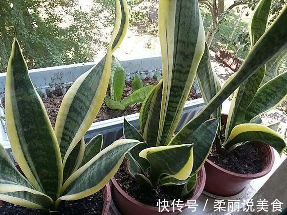 养花|2种“料”埋在虎皮兰盆里,20天冒出小芽,叶片“坚挺”,爆盆