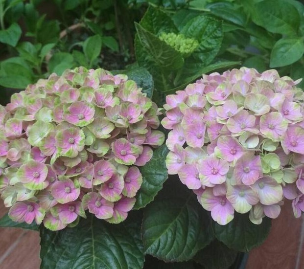 花友们这10种漂亮的花，很快就发芽长根、爆盆开花又招财气！