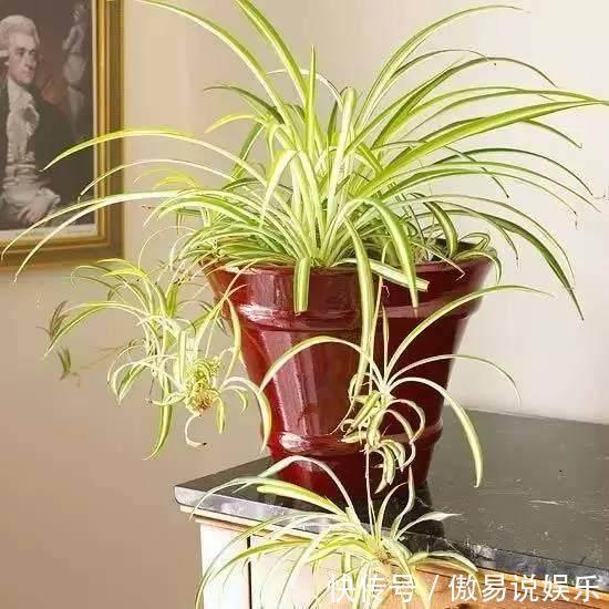 金心吊兰|吊兰、绿萝别再这么养，不然像打了激素，猛蹿个撑爆盆！