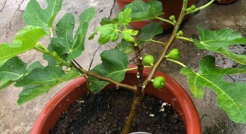 无花果盆栽实用性强，观赏兼食用，扦插打理格外省劲省心