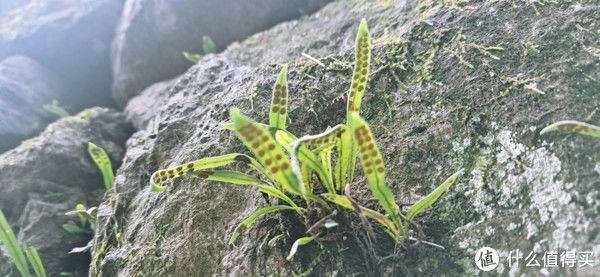 山阴道上行 如在画中游|旅行日志 篇一：绍兴 · 萧绍古道 | 中年