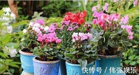 君子兰|浇花就用“1种水”,啥花都能用,比黄豆水、淘米水强100倍,养根